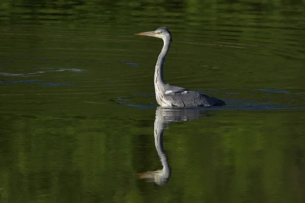 Szary Czapla Ardea Cinerea Prawdziwą Dzikość Nie Zoo — Zdjęcie stockowe