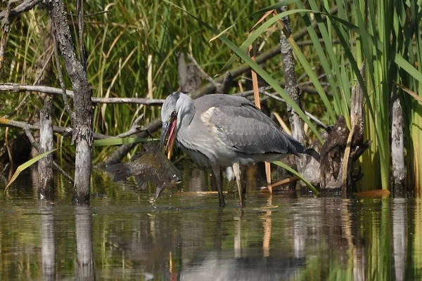 Graureiher Jagt Fische Ardea Cinerea Echte Wildtiere — Stockfoto