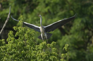 Gri balıkçıl (Ardea cinerea) gerçek yaban hayatı, Hayvanat Bahçesi               