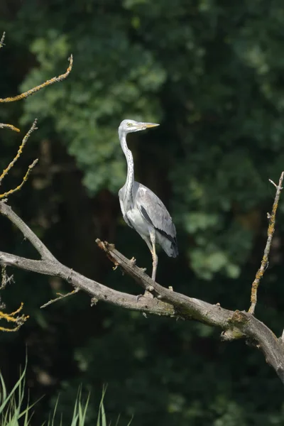 Szary Czapla Ardea Cinerea Prawdziwą Dzikość Nie Zoo — Zdjęcie stockowe