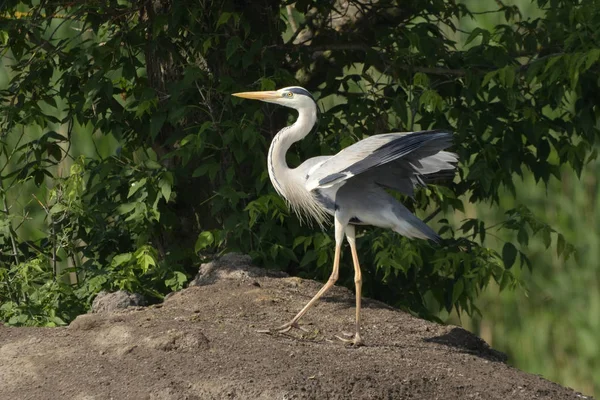 Gri Balıkçıl Ardea Cinerea Gerçek Yaban Hayatı Hayvanat Bahçesi — Stok fotoğraf