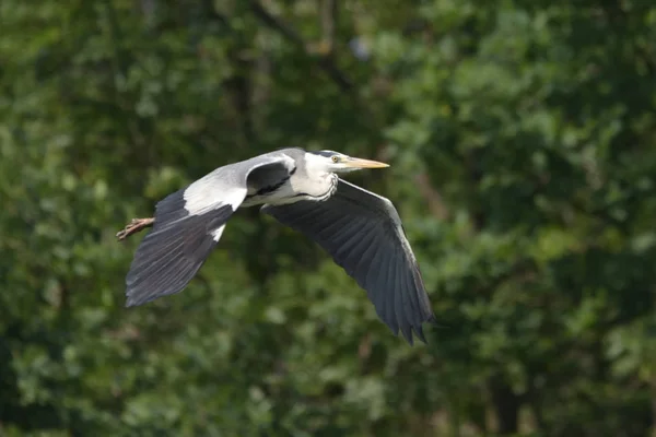 Gri Balıkçıl Ardea Cinerea Gerçek Yaban Hayatı Hayvanat Bahçesi — Stok fotoğraf