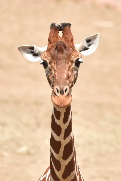 Netzgiraffe Giraffa Camelopardalis Reticulata — Stockfoto