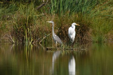Büyük ak balıkçıl (Ardea alba) ve gri balıkçıl (Ardea cinerea), gerçek yaban hayatı - Hayvanat Bahçesi yok                           