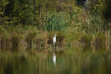 Büyük ak balıkçıl (Ardea alba), gerçek yaban hayatı - Hayvanat Bahçesi yok                           