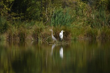 Büyük ak balıkçıl (Ardea alba) ve gri balıkçıl (Ardea cinerea), gerçek yaban hayatı - Hayvanat Bahçesi yok                           