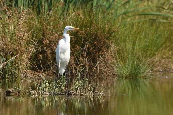 Büyük Balıkçıl Ardea Alba Gerçek Yaban Hayatı Hayvanat Bahçesi Yok — Stok fotoğraf