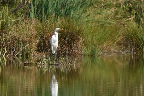 Büyük Balıkçıl Ardea Alba Gerçek Yaban Hayatı Hayvanat Bahçesi Yok — Stok fotoğraf