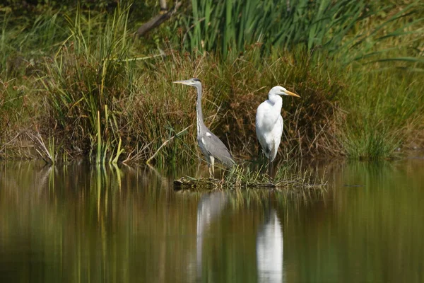 Büyük ak balıkçıl (Ardea alba) ve gri balıkçıl (Ardea cinerea), gerçek yaban hayatı - Hayvanat Bahçesi yok                           
