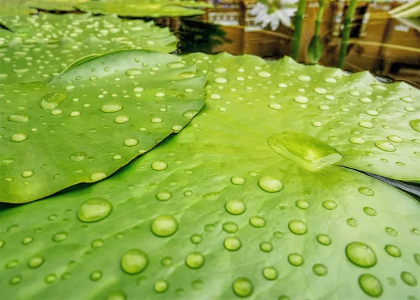 Fresh Green Lotus Leaves Water Droplets — Stock Photo, Image