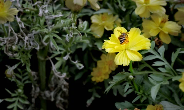 Бджола Жовті Квіти — стокове фото