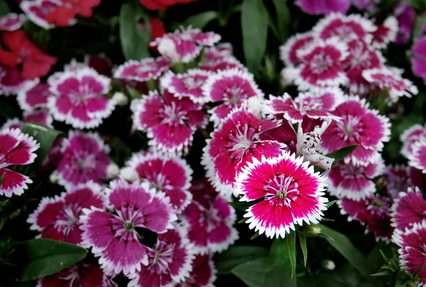 Pink Flowers White Rim — Stock Photo, Image