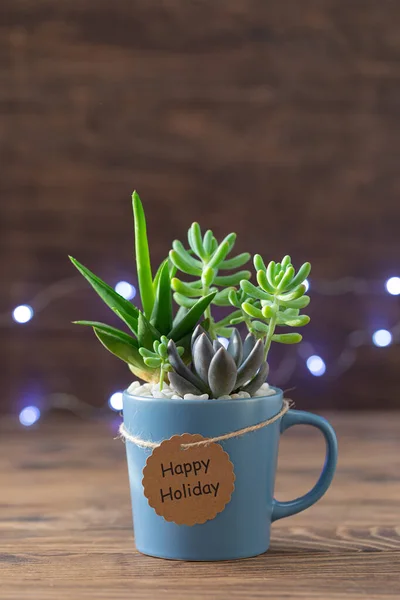 Handmade vintage home decoration with succulents in blue tea mug, coffee cup, present concept