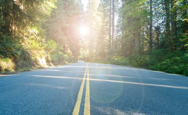 Motorvägen Genom Gröna Skogslandskap Med Starkt Solljus Bakgrunden — Stockfoto