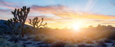 Joshua Tree National Park, Kaliforniya'da panoramik çöl Peyzaj sahne üzerinde parlayan renkli günbatımı ışığı