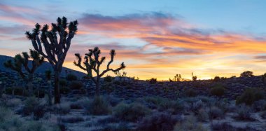 Kaliforniya'da renkli günbatımı arka plan ile Joshua Tree Milli Parkı Panoramik çöl manzara