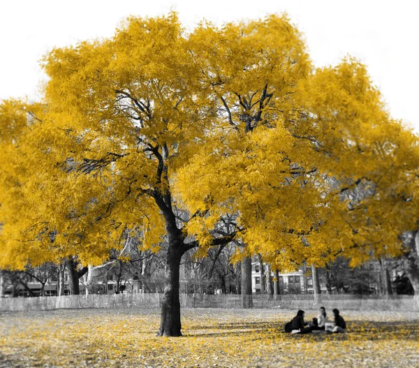 Grupo Pessoas Sentadas Sob Uma Árvore Amarela Dourada Uma Paisagem — Fotografia de Stock