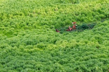 Yeşil çimenlerin üzerinde dinlenen kahverengi inek sürüsü manzarası