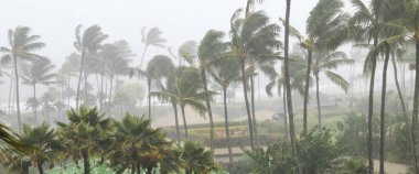 Palm trees blowing in the wind and rain as a hurricane approaches a tropical island coastline clipart