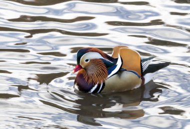 Manh 'da gölette yüzen meşhur Central Park Mandarin ördeği.
