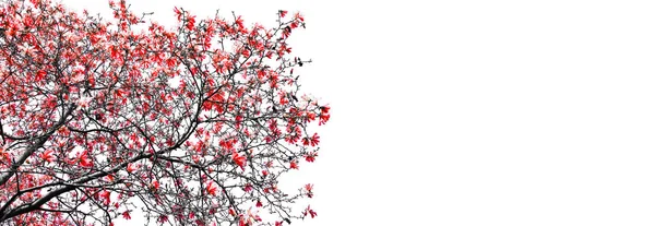 Bunte Rote Blumen Blühen Auf Einem Schwarzen Baum Isoliert Vor — Stockfoto