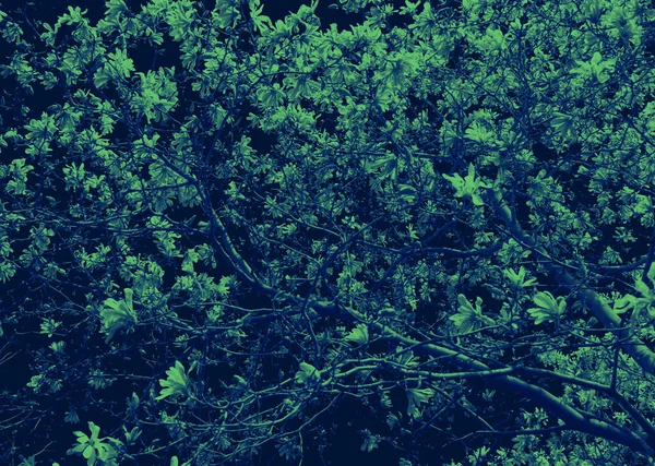 花朵盛开在扭曲的树枝上 绿蓝交织在一起 — 图库照片