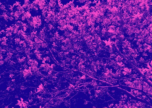 花朵开在扭曲的树枝上 具有五彩缤纷的粉色和紫色双色效果 — 图库照片