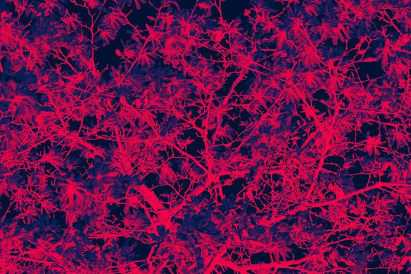 色鮮やかな赤と青のデュオトーンオーバーレイ効果を持つ木の枝に花の抽象的な花のパターン — ストック写真
