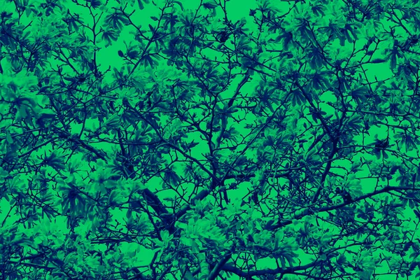 Abstract Floral Pattern Flowers Tree Branches Colorful Green Blue Duotone — Stock Photo, Image