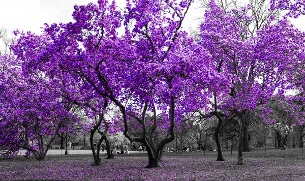 Arbres Violets Dans Une Scène Paysage Forêt Noire Blanche Surréaliste — Photo
