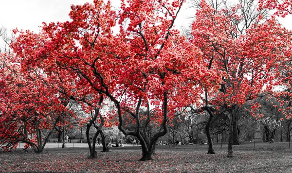 Arbres Rouges Dans Paysage Forestier Noir Blanc Surréaliste Central Park — Photo
