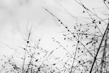 Tropikal çimen arka planda yumuşak ışık.