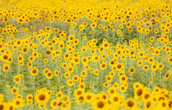 Jasny Kolor Żółty Słonecznik Piękny Kwiat — Zdjęcie stockowe