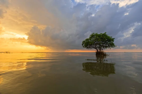 Osamělý strom na moři — Stock fotografie