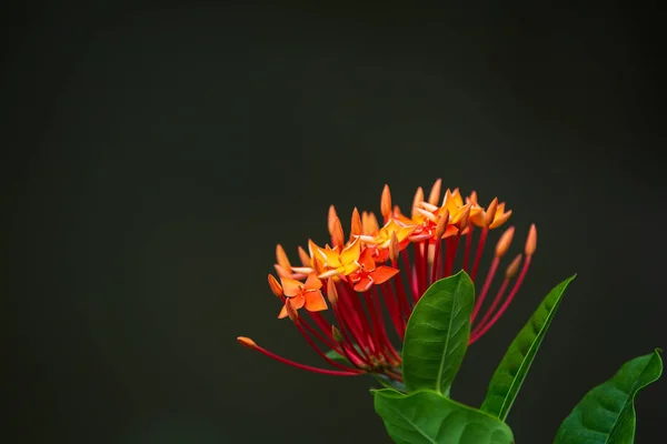 Flores ixora — Fotografia de Stock