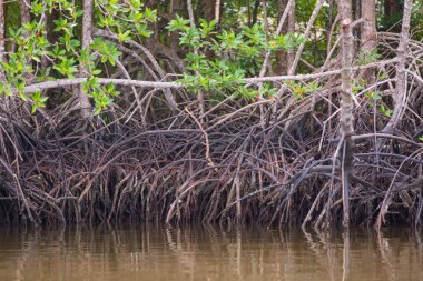 Sudaki mangrov kökleri