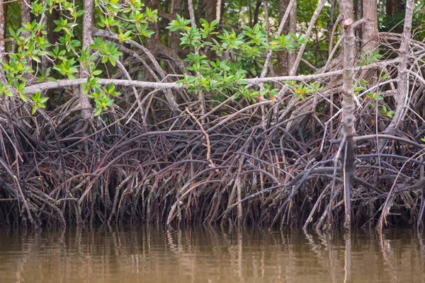 Sudaki mangrov kökleri — Stok fotoğraf