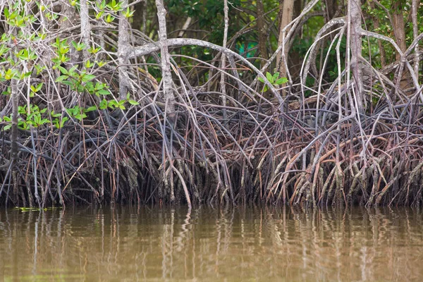Sudaki mangrov kökleri — Stok fotoğraf