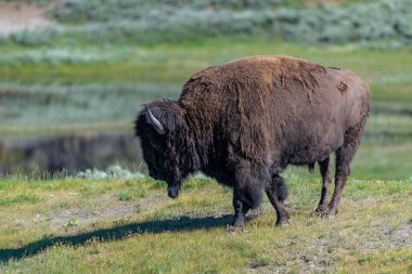 ABD Amerikan Bison, Lamar Valley Yellowstone Milli Parkı