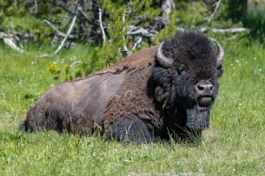 ABD Amerikan Bison, Lamar Valley Yellowstone Milli Parkı
