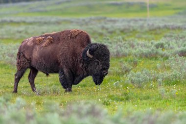 ABD Amerikan Bison, Lamar Valley Yellowstone Milli Parkı