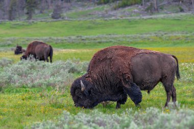 ABD Amerikan Bison, Lamar Valley Yellowstone Milli Parkı