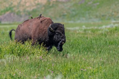 ABD Amerikan Bison, Lamar Valley Yellowstone Milli Parkı