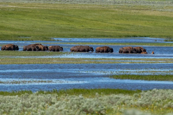 American Bison Lamar Valley Yellowstone National Park Eua — Fotografia de Stock