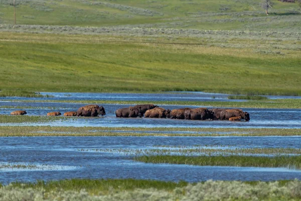 Bisonte Americano Valle Lamar Del Parque Nacional Yellowstone Estados Unidos — Foto de Stock