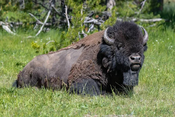 Bisonte Americano Valle Lamar Del Parque Nacional Yellowstone Estados Unidos —  Fotos de Stock