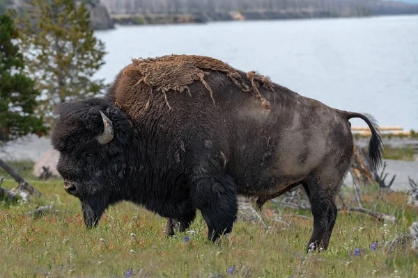 Bisonte Americano Valle Lamar Del Parque Nacional Yellowstone Estados Unidos —  Fotos de Stock