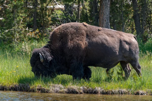 American Bison Lamar Valley Yellowstone National Park Eua — Fotografia de Stock