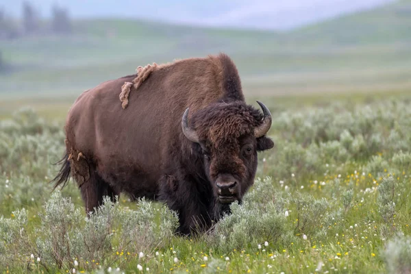 American Bison Lamar Valley Yellowstone National Park Eua — Fotografia de Stock