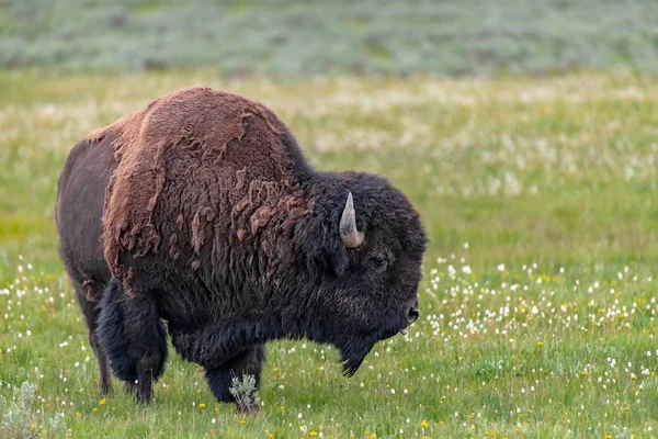 Bisonte Americano Valle Lamar Del Parque Nacional Yellowstone Estados Unidos — Foto de Stock